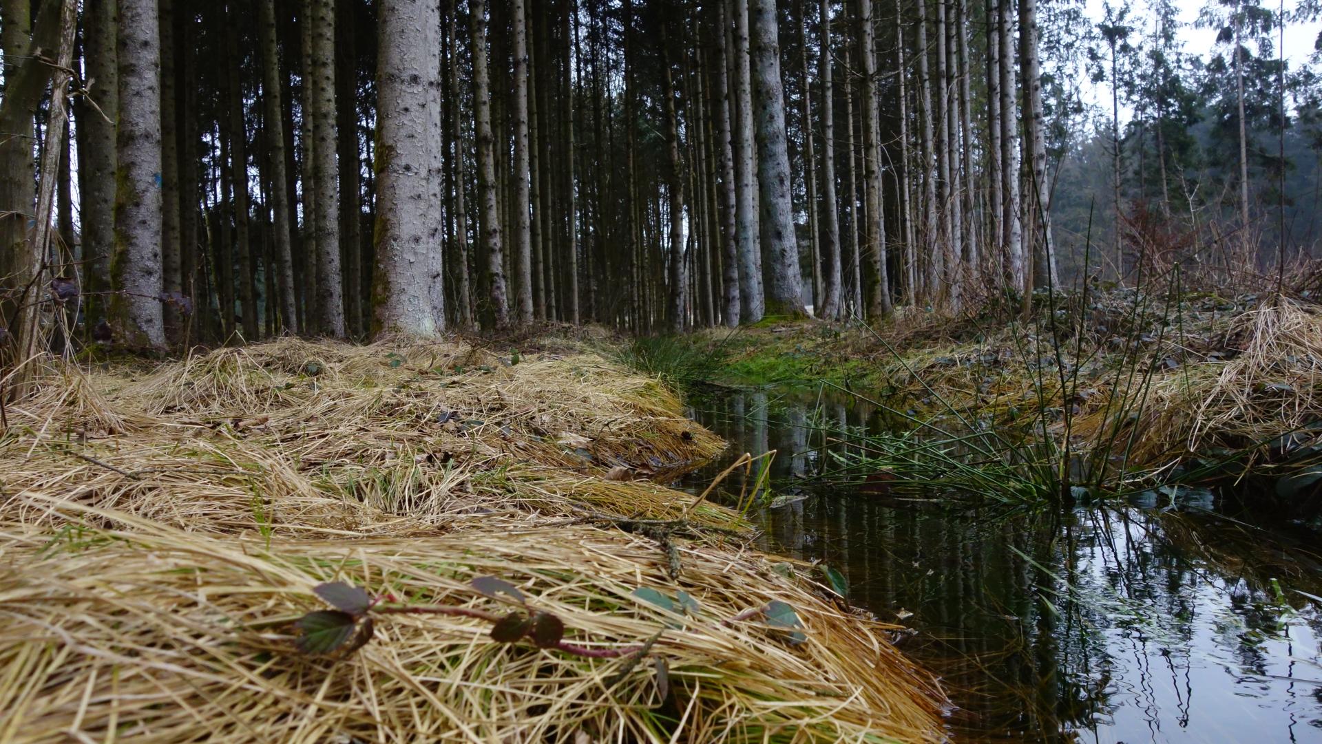 bach-im-wald