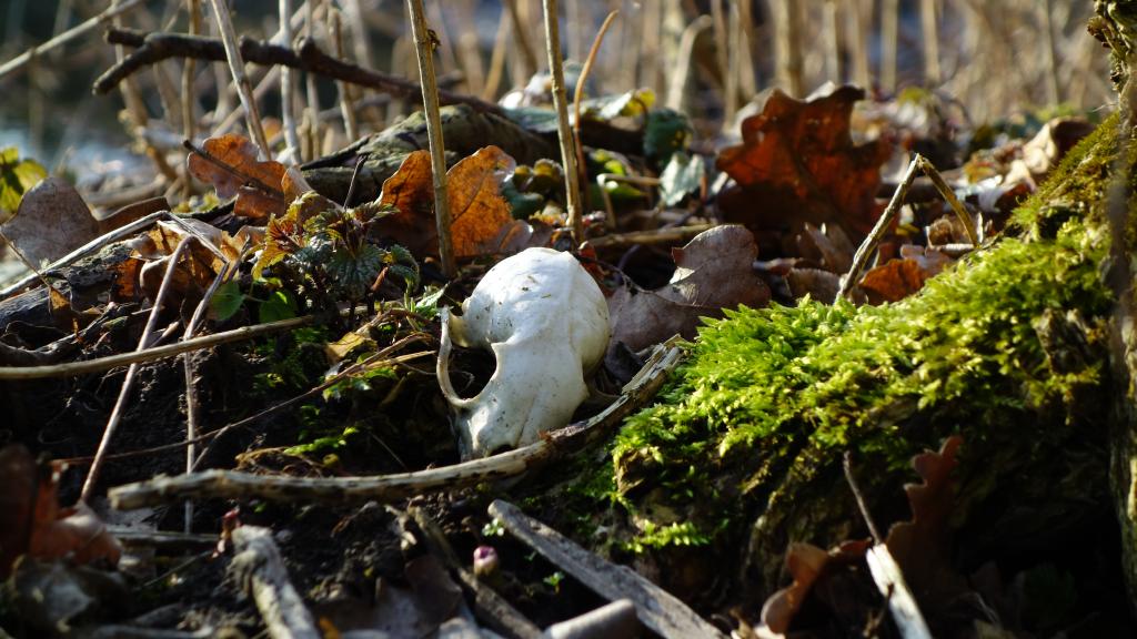 Leben und Tod - Mystische Pfade